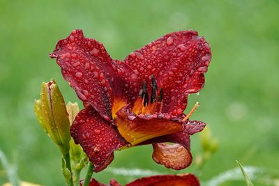Hmrocalle / Daylily (Hemerocallis 'Fudge Sundae')