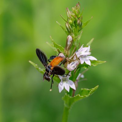Mouche brachycère / Feather-legged Fly (Trichopoda pennipes)