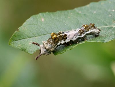 Chenille de vice-roi / Caterpillar White Admiral (Limenitis arthemis)
