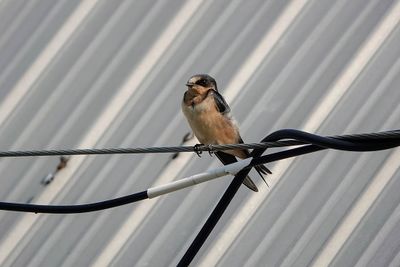Hirondelle rustique / Barn Swallow juvenile (Hirundo rustica)