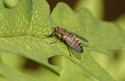 Taon des Sudètes (Mouche à cheval) / Dark Giant Horse Fly (Tabanus sudeticus)