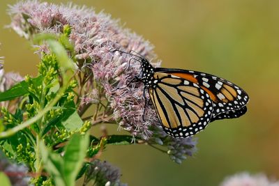 Monarque / Monarch (Danaus plexippus)