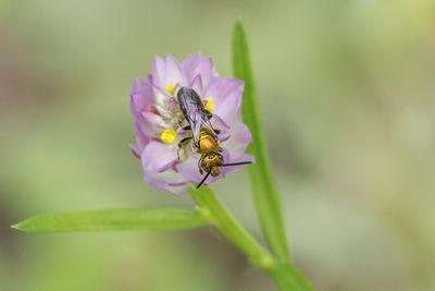 Halicte cuivrée / Bronze Sweat Bee (Halictus confusus)