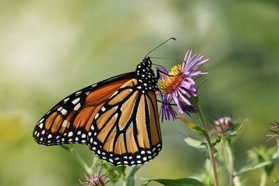 Monarque / Monarch (Danaus plexippus)
