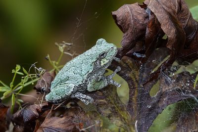 Rainette versicolore / Gray Treefrog (Hyla versicolor)