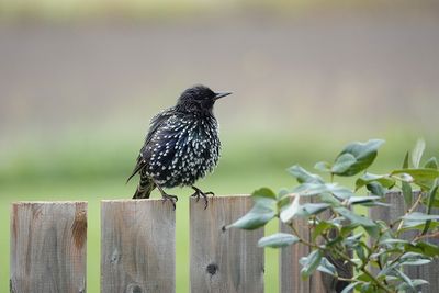 Étourneau sansonnet / Common Starling (Sturnus vulgaris)