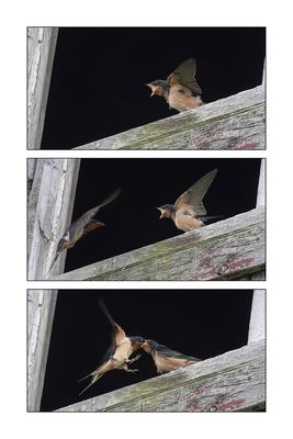 Hirondelle rustique / Barn Swallow (Hirundo rustica)