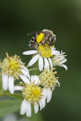 Halicte à quatre-bandes / Giant Furrow Bee (Halictus quadricinctus)