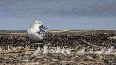 Bécasseau sanderling / Sanderling (Calidris alba)