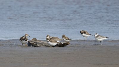 Limicoles / Shorebirds