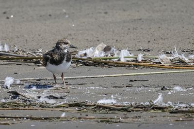 Tournepierre à collier / Ruddy Turnstone (Arenaria interpres)