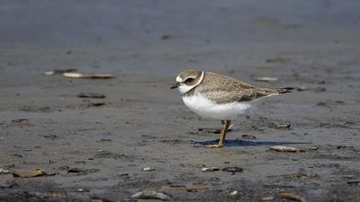 Pluvier semipalmé / Semipalmated Plover (Charadrius semipalmatus)
