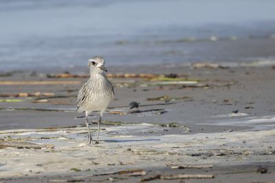 Pluvier argenté / Black-Bellied Plover (Pluvialis squatarola)