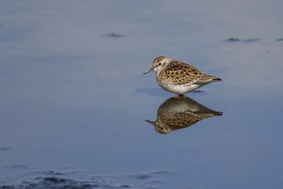 Bécasseau minuscule / Least Sandpiper (Calidris minutilla)