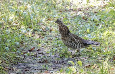 Gélinotte huppée / Ruffed Grouse (Bonasa umbellus)