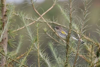 Paruline à croupion jaune / Yellow-rumped Warbler (Setophaga coronata)