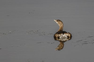 Grèbe à bec bigarré / Pied-billed Grebe (Podilymbus podiceps)