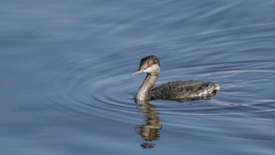 Grèbe esclavon / Hornet Grebe (Podiceps auritus)