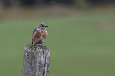 Merlebleu de l'Est / Eastern Bluebird (Sialia sialis)