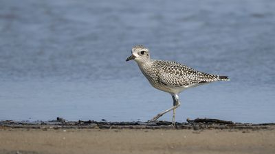 Pluvier argenté / Black-Bellied Plover (Pluvialis squatarola)