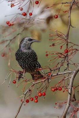 Étourneau sansonnet / European Starling (Sturnus vulgaris)