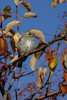 Jaseur d'Amérique / Cedar Waxwing (Bombycilla cedrorum)