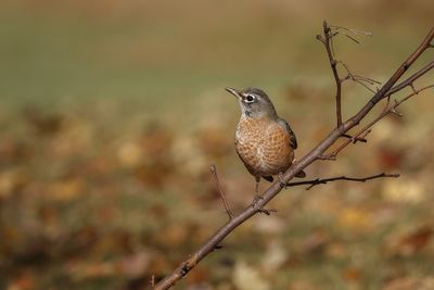 Merle d'Amérique / American Robin (Turdus migratorius)