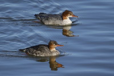 Grand Harle / Common Merganser (Mergus merganser) - Harle huppé / Red-breasted Merganser (Mergus serrator)