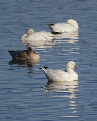 Oie de Ross / Ross's Goose (Anser rossii)