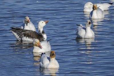 Oie des neiges / Snow Goose (Anser caerulescens)