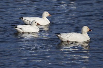 Oie des neiges / Snow Goose (Anser caerulescens)