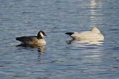 Bernache de Hutchins / Cackling Goose (Branta hutchinsii)