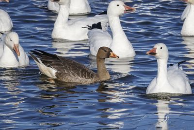 Oie rieuse / Greater White-fronted Goose juvenile (Anser albifrons)