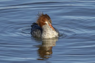Grand Harle / Common Merganser female (Mergus merganser)