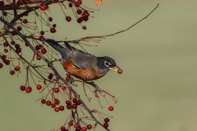 Merle d'Amérique / American Robin (Turdus migratorius)