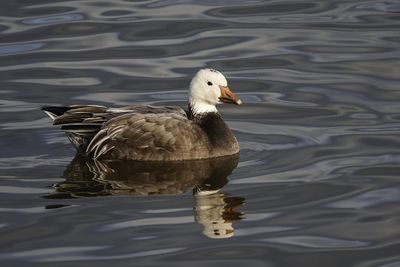Oie des neiges, forme bleue / Snow Goose, blue morph (Anser caerulescens)