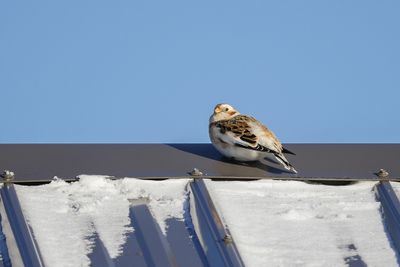 Plectrophane des neiges / Snow Bunting (Plectrophenax nivalis)