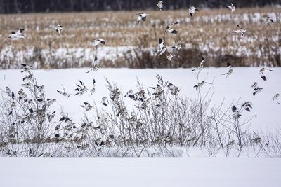 Plectrophane des neiges / Snow Bunting (Plectrophenax nivalis)