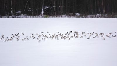 Plectrophane des neiges / Snow Bunting (Plectrophenax nivalis)