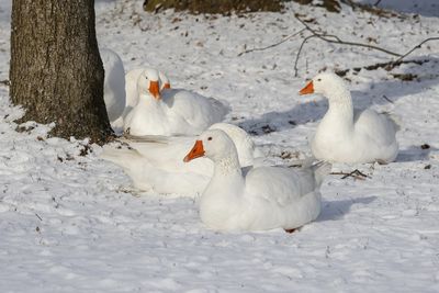 Oies domestiques / Domestic Geese (Anser anser domestic)