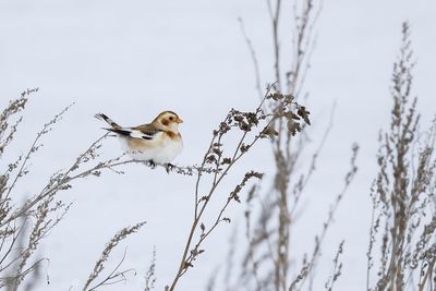 Plectrophane des neiges / Snow Bunting (Plectrophenax nivalis)