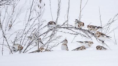 Plectrophane des neiges / Snow Bunting (Plectrophenax nivalis)