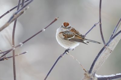 Bruant hudsonien / American Tree Sparrow (Spizelloides arborea)