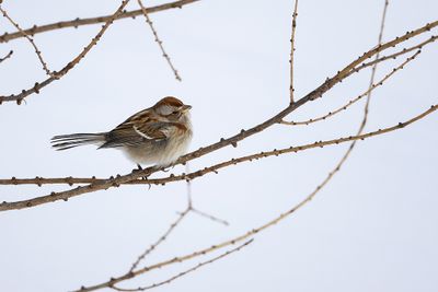 Bruant hudsonien / American Tree Sparrow (Spizelloides arborea)