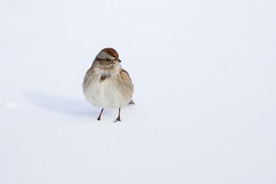 Bruant hudsonien / American Tree Sparrow (Spizelloides arborea)