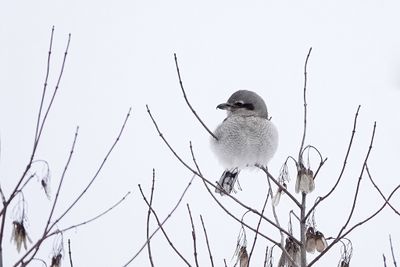 Pie-grièche boréale / Northern Shrike (Lanius borealis)