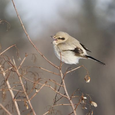 Pie-grièche boréale / Northern Shrike (Lanius borealis)