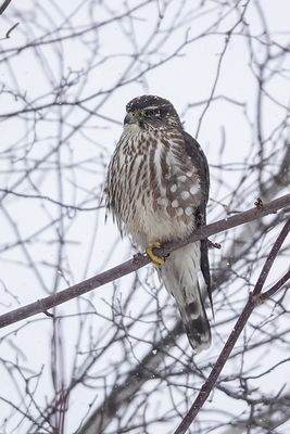Faucon émerillon / Merlin (Falco columbarius)