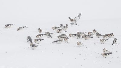 Plectrophane des neiges / Snow Bunting (Plectrophenax nivalis)