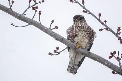 Faucon émerillon / Merlin (Falco columbarius)